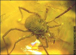 琥珀中发现4000万年前完整盲蜘蛛(图)
