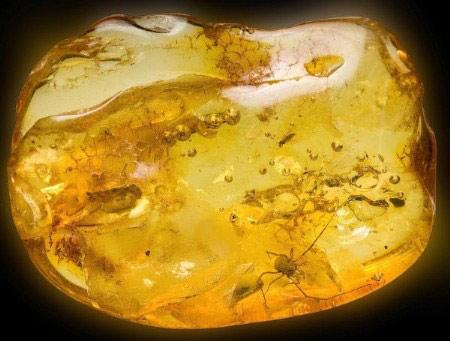 琥珀中发现4000万年前完整盲蜘蛛(图)