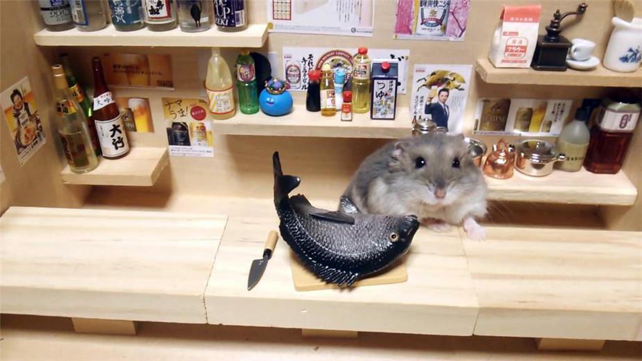 日本摄影师为自己的宠物仓鼠们打造了迷你日本酒吧